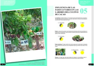 Plantas de cacao nativo
de la región Amazonas en jardines clonales
seleccionados por su buena productividad y excelente calidad
GUIA PRACTICA
PARA PRODUCTORES
DE CACAO
GUIA PRACTICA
PARA PRODUCTORES
DE CACAO
05
INFLUENCIA DE LAS
FASES LUNARES EN LAS
LABORES DEL CULTIVO
DE CACAO
Los injertos, Se debe realizar, en el período de tres días después de la creciente y
tres días después de la luna llena, lo que dan siete días en los que el porcentaje de
procedimiento de los injertos es mayor
C. Creciente L. llena
Podas: La tares de las podas y las limpiezas de los árboles enfermos la centralizan en
la fase de luna menguante y cuarto creciente, evitando pudriciones y obteniéndose una
rápida y mejor cicatrización
C. Creciente
Podas sanitarias: El mejor período lunar para la ejecución de esta labor es después
de los primeros tres días de la luna menguante hacia los primeros tres días de luna
nueva.
C. Menguante L. llena
Viveros: La mejor fase lunar para realizar las tareas en los semilleros para la
producción de almácigos es el final de la luna nueva hacia el cuarto creciente.
pág. 11pág. 10
Plantas de cacao nativo
de la región Amazonas en jardines clonales
seleccionados por su buena productividad y excelente calidad
 