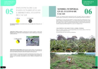 06
GUIA PRACTICA
PARA PRODUCTORES
DE CACAO
El Cacao por naturaleza requiere protección del viento y de sombra. Y para eso se establece la
sombratemporalylapermanente,sembrandoespeciesquepuedangeneraringresos económicos.
Se siembra de 5 a 6 meses antes del trasplante y al mismo tiempo de la instalación del vivero y
puede ser plátano a un distanciamiento de 3 x 3 m. El hijuelo seleccionado, clasificado (no debe
tener un peso menor a 150 gramos) y desinfectado (Se prepara una solución de agua y cloro a dosis
de 5 mililitros /litro de agua, se sumergen los hijuelos durante 3 minutos para su desinfección).
Tambiénsepuedeusarelfrejoldepalo2x1 m,yuca1x1m o papaya3x 3m.
SOMBRA TEMPORAL
EN EL CULTIVO DE
CACAO
CARACTERÍSTICAS QUE DEBEN TENER LA SOMBRA TEMPORAL
Debe ser de rápido crecimiento y de fácil disponibilidad. Proveer buena sombra ( 50 a 60 % de
sombra)y queno compitaconelcacao.
Enloposibledebetenervalorcomercialy/oalimenticio
pág. 13
GUIA PRACTICA
PARA PRODUCTORES
DE CACAO
05
C. CrecienteL. llena
El trasplante de plantas: se recomienda realizar estas actividades entre la luna nueva y la
lunacreciente.
Aplicación de abonos al suelo: La aplicación de los abonos orgánicos, cuando están
dirigidos al suelo, se debe hacer en luna menguante en cultivos adultos que se encuentren
enplenaproducción.
C. Menguante
Aplicación de los abonos foliares:Aplicación de los abonos foliares: Se recomienda en el
cultivo de cacao el período de luna llena, cuando las ramas, hojas, flores y frutos estén en la
máximaactividaddeestimulaciónyabsorciónenergéticaatravésdelasavia.
Control de malezas: La fase lunar para controlar la predominancia de las malezas, en los
trópicos, es hacer su control físico-mecánico en luna menguante cuando, agotadas sus
reservas, que se encontraban concentradas en las raíces, tardarán en recuperarse en este
período.
pág. 12
INFLUENCIA DE LAS
FASES LUNARES EN LAS
LABORES DEL CULTIVO
DE CACAO
 