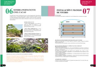 GUIA PRACTICA
PARA PRODUCTORES
DE CACAO
06SOMBRA PERMANENTE
ENEL CACAO
Se siembra antes o junto a los plantones de cacao, la cual acompaña toda la vida productiva
al árbol de cacao y se puede sembrar guabas o especies forestales de acuerdo a la zona.
La sombra desempeña un papel importante, su manejo y efectos en la finca o parcela de
cacao varían de acuerdo con las especies utilizadas, así como con las características del
medioambiente
SOMBRA PERMANENTE
- Laurel,( ), con un radio de 3
metros de sombra. de siembra es aun
distanciamiento 12 x 12 m, el cual nos permite
cubrirun30a40%desombra.
- Pacae, guaba, guabilla,(Inga sp.) con un
radio de 3.5 metros de sombra siembra es un
distanciamiento de 9 x 9 m. el cual permite cubrir
entreel30a35%desombra.
- Shaina,( Colubrina glandulosa Perkins), con
un círculo de 3 metros de sombra siembra es aun
distanciamiento 12 x 12 m, el cual nos permite
cubrirun35a40%desombra.
Cordia alliodora
IMPORTANCIA DE LAS PODAS DE LOS ARBOLES SOMBRA
El Cacao necesita sombra para tener un buen desarrollo; en los primeros 3 años (60 a 70% de sombra
temporal), la cantidad de sombra que requiere el cultivo es mayor que cuando llega a su etapa de
producciónsolo entre25 a 30% sombra permanente).
Es importante tener en cuenta que con un distanciamiento adecuado de la sombra nte no es necesario
reducir el número de plantas de sombra, sino es que hay que elevar la copa a por lo menos 4 metros encima
de la copa del cacao, eliminando y podando las ramas bajas para incrementar mayor luminosidad y mayor
aireación,para obtenerbuenosrendimientos..
pág. 14
07
GUIA PRACTICA
PARA PRODUCTORES
DE CACAO
El TINGLADO
Es la estructura que soporta la sombra del vivero las dimensiones se muestran en la figura
INSTALACIÓN Y MANEJO
DE VIVERO
RECOMENDACIONES IMPORTANTES PARAINSTALARUN VIVERO
Instalar en un lugar plano, en el mismo lugar de la parcela a instalar. Proteger de animales
(gallinas,ganado,otros).
Utilizarmaterialesdelazona(palosy hojas)y depreferenciacercadeunafuentedeagua.
QUÉ HACERPARAPREPARAR LATIERRAYLLENARLAS BOLSAS?
Preparacióndesustrato (Tierra):
Utilizar la capa superficial del suelo de 5 a 20 cm de profundidad (tierra agrícola), Considerar la
relación 3:1 es decir tres carterillas de suelo agrícola y uno de arena de rio o tres sacos de tierra
agrícolapor1dearenaderio.
El tamaño de la bolsa depende del tiempo que los plantones van a estar en vivero:
= La semilla del patrón forma el plantón, el cual
seinjertaencampodefinitivo.
= La semilla del patrón forma el plantón, el cual
seinjertaencampodefinitivo.
= Después de 6 meses del desarrollo del plantón
seinjertaenelviveroy 3mesesdespuésvaalcampodefinitivo
2 meses: 6 pulgada x 8 pulgada x 1.5 milimetros
4 meses: 7 pulgada x 10 pulgada x 2.0 milimetros
9 meses: 8 pulgada x 12 pulgada x 2.0 milimetros
ACOMODO DE LAS BOLSAS
Consiste en colocar las bolsas en filas de 10 dejando una separación de 10 cm entre filas, para
el normal crecimiento de las plantas.
pág. 15
OESTE ESTE
 