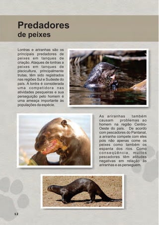 Predadores
de peixes
Lontras e ariranhas são os
principais predadores de
peixes em tanques de
criação. Ataques de lontras a
peixes em tanques de
piscicultura, principalmente
trutas, têm sido registrados
nas regiões Sul e Sudeste do
país. A lontra é considerada
uma competidora nas
atividades pesqueiras e sua
perseguição pelo homem é
uma ameaça importante às
populações da espécie.
As ariranhas também
causam problemas ao
homem na região Centro-
Oeste do país. De acordo
com pescadores do Pantanal,
a ariranha compete com eles
pois não apenas come os
peixes como também os
espanta dos rios. Como
c o n s e q ü ê n c i a , m u i t o s
pescadores têm atitudes
negativas em relação às
ariranhas e as perseguem.
12
GUIA-ICMBIO-DIAGRAMADO-15X21-final
segunda-feira, 16 de maio de 2011 14:41:13
 
