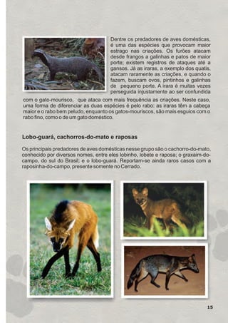 Dentre os predadores de aves domésticas,
é uma das espécies que provocam maior
estrago nas criações. Os furões atacam
desde frangos a galinhas e patos de maior
porte; existem registros de ataques até a
gansos. Já as iraras, a exemplo dos quatis,
atacam raramente as criações, e quando o
fazem, buscam ovos, pintinhos e galinhas
de pequeno . A irara é muitas vezes
perseguida injustamente ao ser confundida
porte
com o gato-mourisco, que ataca com mais frequência as criações. Neste caso,
uma forma de diferenciar as duas espécies é pelo rabo: as iraras têm a cabeça
maior e o rabo bem peludo, enquanto os gatos-mouriscos, são mais esguios com o
rabo fino, como o de um gato doméstico.
Lobo-guará, cachorros-do-mato e raposas
Os principais predadores de aves domésticas nesse grupo são o cachorro-do-mato,
conhecido por diversos nomes, entre eles lobinho, lobete e raposa; o graxaim-do-
campo, do sul do Brasil; e o lobo-guará. Reportam-se ainda raros casos com a
raposinha-do-campo, presente somente no Cerrado.
15
GUIA-ICMBIO-DIAGRAMADO-15X21-final
segunda-feira, 16 de maio de 2011 14:41:15
 