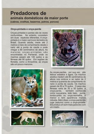 23
Predadores de
animais domésticos de maior porte
(cabras, ovelhas, bezerros, potros, porcos)
Onças-pintadas e pardas são às vezes
confundidas. No entanto, consistem
em duas espécies diferentes. A onça-
pintada é o maior carnívoro terrestre do
Brasil. Quando adulta, mede até 2
metros e meio de comprimento desde o
nariz até a ponta da cauda e pode
chegar a 80 centímetros de altura. As
m a i o r e s o n ç a s - p i n t a d a s s ã o
encontradas no Pantanal, onde os
machos pesam até 140 quilos e as
fêmeas até 90 quilos. Em regiões de
floresta, como a Amazônia, as onças
são um pouco menores.
As onças-pardas, por sua vez, são
felinos esbeltos e ágeis. Os machos
adultos medem até 80 centímetros de
altura nos ombros e ao redor de 2
metros e quarenta de comprimento do
nariz à ponta da cauda. Os machos
pesam de 50 a 70 quilos. O peso das
fêmeas varia de 30 a 50 quilos. A
onça-parda, também conhecida
como suçuarana, leão baio, puma,
lombo-preto ou onça-vermelha, é
menor e tem aparência menos
robusta.Além disso, a onça-parda não
ruge (esturra) como a onça-pintada.
Ela produz um som mais parecido com
um miado.
Onça-pintada e onça-parda
GUIA-ICMBIO-DIAGRAMADO-15X21-final
segunda-feira, 16 de maio de 2011 14:41:23
 