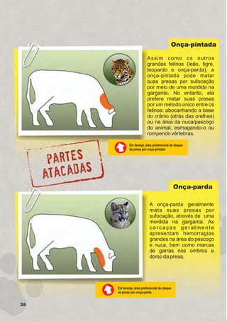 Em laranja, área preferencial de ataque
da presa por onça-pintada
Em laranja, área preferencial de ataque
da presa por onça-parda
Assim como os outros
grandes felinos (leão, tigre,
leopardo e onça-parda), a
onça-pintada pode matar
suas presas por sufocação
por meio de uma mordida na
garganta. No entanto, ela
prefere matar suas presas
por um método único entre os
felinos: abocanhando a base
do crânio (atrás das orelhas)
ou na área da nuca/pescoço
do animal, esmagando-o ou
rompendo vértebras.
A onça-parda geralmente
mata suas presas por
sufocação, através de uma
mordida na garganta. As
c a r c a ç a s g e r a l m e n t e
apresentam hemorragias
grandes na área do pescoço
e nuca, bem como marcas
de garras nos ombros e
dorso da presa.
Onça-pintada
Onça-parda
26
GUIA-ICMBIO-DIAGRAMADO-15X21-final
segunda-feira, 16 de maio de 2011 14:41:25
 