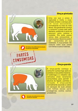 27
Em laranja, área preferencial de consumo
da presa por onça-pintada
Uma vez que a presa é
capturada e morta, a onça-
pintada arrasta a carcaça para
u m l o c a l e s c o n d i d o ,
normalmente no meio do mato
denso. Ela geralmente começa
a consumir a presa pela parte
dianteira, preferindo a carne do
pescoço, peito, paletas e
costelas. Ela pode passar
vários dias consumindo a
mesma presa. Bezerros podem
ser consumidos em sua
totalidade. A onça-pintada não
costuma cobrir suas presas
com folhas e outros materiais.
Onça-pintada
Em laranja, área preferencial de consumo
da presa por onça-parda
Onça-parda
A onça-parda começa a
consumir a presa logo após as
costelas e nas partes traseiras.
O estômago e o intestino são
retirados (mas raramente
consumidos) para permitir o
alcance do fígado, pulmões e
coração. A onça-parda
normalmente esconde e cobre
as carcaças de suas presas
com folhas secas para
protegê-las contra outros
predadores.
GUIA-ICMBIO-DIAGRAMADO-15X21-final
segunda-feira, 16 de maio de 2011 14:41:26
 