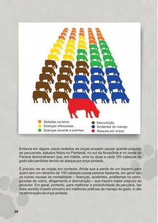 Embora em alguns casos isolados as onças possam causar grande prejuízo
ao pecuarista, estudos feitos no Pantanal, no sul da Amazônia e no oeste do
Paraná demonstraram que, em média, uma ou duas a cada 100 cabeças de
gado são perdidas devido ao ataque por onça-pintada.
É preciso ver as coisas em contexto. Ainda que a perda de um bezerro para
quem tem um rebanho de 100 cabeças possa parecer bastante, em geral são
as outras causas de mortalidade – doenças, acidentes, problemas no parto,
picadas de cobra, afogamento e desnutrição – que trazem maior prejuízo ao
produtor. Em geral, portanto, para melhorar a produtividade da pecuária, faz
mais sentido investir primeiro em melhores práticas de manejo do gado, e não
na eliminação da onça-pintada.
Atoladas na lama
Doenças infecciosas
Doenças durante a prenhez
Desnutrição
Acidentes de manejo
Ataques por onças
28
GUIA-ICMBIO-DIAGRAMADO-15X21-final
segunda-feira, 16 de maio de 2011 14:41:27
 