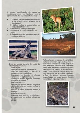 Entre as causas comuns de perda do
rebanho encontram-se:
Ÿ Desnutrição;
Ÿ Doenças parasitárias e infecciosas;
Ÿ Doenças relacionadas à prenhez e
outras doenças metabólicas;
Ÿ Intoxicação por ingestão de plantas
venenosas ou ração estragada;
Ÿ Distenções do trato digestivo causadas
por gases do rúmem;
Ÿ Mordidas de cobra;
Ÿ Ingestão de pregos, arames ou outros
objetos de metal que possam perfurar o
trato digestivo;
Ÿ Fraturas e outros acidentes durante o
manejo;
Ÿ Atolamento na lama;
Ÿ Ataques por outros predadores,
principalmente por urubus a bezerros
novos;
Ÿ Roubo.
A correta identificação da causa da
mortalidade pode ser facilitada com o
conhecimento das seguintes informações:
Ÿ 1. Espécies de predadores presentes na
área (carnívoros silvestres e
domésticos);
Ÿ 2. Hábitos, rastros e características de
ataque de cada espécie;
Ÿ 3. Histórico de predação na região;
Ÿ 4. Aparência e comportamento do
gado;
Ÿ 5. Conhecimento das causas comuns de
perda do rebanho;
Atolar na lama é uma causa de mortalidade
bastante comum em regiões alagadiças ou
ao redor de açudes que secam no pico da
seca formando lamaçais que funcionam
como uma verdadeira armadilha para o
gado, quando o mesmo se aproxima para
beber. Outra causa de mortalidade que é
mais comum do que se poderia imaginar é
o fato de alguns animais ficarem
enganchados na cerca quando tentam
passar de um piquete para outro.
29
GUIA-ICMBIO-DIAGRAMADO-15X21-final
segunda-feira, 16 de maio de 2011 14:41:28
 