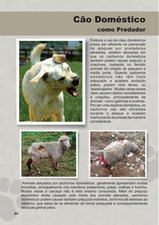 34
Embora o uso de cães domésticos
possa ser eficiente na prevenção
de ataques por predadores
silvestres, existem situações em
que os cachorros domésticos
também podem causar prejuízo a
criadores, matando ou ferindo
animais de criação de pequeno e
médio porte. Quando cachorros
domésticos não têm trato
adequado e acabam andando
soltos, podem virar ferais, ou
‘asselvajados’. Muitas vezes esses
cães causam danos consideráveis
à criações, principalmente de
animais como galinhas e ovelhas.
Por ser uma espécie doméstica, os
cachorros não são eficientes
durante o ataque e acabam
machucando as presas de maneira
considerável.
Cão Doméstico
como Predador
Animais atacados por cachorros domésticos geralmente apresentam muitas
mordidas, principalmente nos membros posteriores, patas, orelhas e focinho.
Muitas vezes a carcaça não é nem mesmo consumida. Além do prejuízo
econômico direto causado pela morte dos animais atacados, cachorros
domésticos podem causar também prejuízos indiretos, na forma de estresse ao
rebanho, que deixa de se alimentar de forma adequada e consequentemente
deixa de ganhar peso.
GUIA-ICMBIO-DIAGRAMADO-15X21-final
segunda-feira, 16 de maio de 2011 14:41:34
 