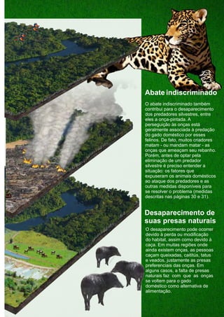 O desaparecimento pode ocorrer
devido à perda ou modificação
do habitat, assim como devido à
caça. Em muitas regiões onde
ainda existem onças, as pessoas
caçam queixadas, caititús, tatus
e veados, justamente as presas
preferenciais das onças. Em
alguns casos, a falta de presas
naturais faz com que as onças
se voltem para o gado
doméstico como alternativa de
alimentação.
Desaparecimento de
suas presas naturais
O abate indiscriminado também
contribui para o desaparecimento
dos predadores silvestres, entre
eles a onça-pintada. A
perseguição às onças está
geralmente associada à predação
do gado doméstico por esses
felinos. De fato, muitos criadores
matam - ou mandam matar - as
onças que ameaçam seu rebanho.
Porém, antes de optar pela
eliminação de um predador
silvestre é preciso entender a
situação: os fatores que
expuseram os animais domésticos
ao ataque dos predadores e as
outras medidas disponíveis para
se resolver o problema (medidas
descritas nas páginas 30 e 31).
Abate indiscriminado
GUIA-ICMBIO-DIAGRAMADO-15X21-final
segunda-feira, 16 de maio de 2011 14:41:40
 
