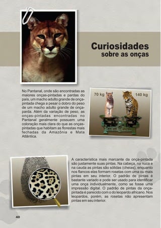 A característica mais marcante da onça-pintada
são justamente suas pintas. Na cabeça, na nuca e
na cauda as pintas são sólidas (cheias), enquanto
nos flancos elas formam rosetas com uma ou mais
pintas em seu interior. O padrão de pintas é
bastante variado e pode ser usado para identificar
uma onça individualmente, como se fosse uma
impressão digital. O padrão de pintas da onça-
pintada é parecido com o do leopardo africano. Nos
leopardos, porém, as rosetas não apresentam
pintas em seu interior.
40
70 kg 140 kg
No Pantanal, onde são encontradas as
maiores onças-pintadas e pardas do
país, um macho adulto grande de onça-
pintada chega a pesar o dobro do peso
de um macho adulto grande de onça-
parda. Além da variação de peso, as
onças-pintadas encontradas no
Pantanal geralmente possuem uma
coloração mais clara do que as onças-
pintadas que habitam as florestas mais
fechadas da Amazônia e Mata
Atlântica.
Curiosidades
sobre as onças
GUIA-ICMBIO-DIAGRAMADO-15X21-final
segunda-feira, 16 de maio de 2011 14:41:41
 