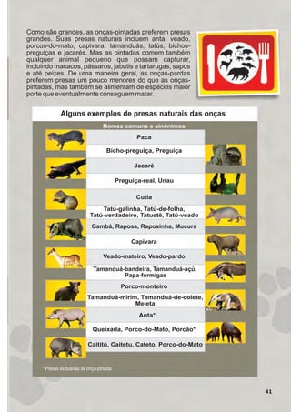 41
Como são grandes, as onças-pintadas preferem presas
grandes. Suas presas naturais incluem anta, veado,
porcos-do-mato, capivara, tamanduás, tatús, bichos-
preguiças e jacarés. Mas as pintadas comem também
qualquer animal pequeno que possam capturar,
incluindo macacos, pássaros, jabutis e tartarugas, sapos
e até peixes. De uma maneira geral, as onças-pardas
preferem presas um pouco menores do que as onças-
pintadas, mas também se alimentam de espécies maior
porte que eventualmente conseguem matar.
Nomes comuns e sinônimos
Paca
Bicho-preguiça, Preguiça
Preguiça-real, Unau
Cutia
Tatú-galinha, Tatú-de-folha,
Tatú-verdadeiro, Tatuetê, Tatú-veado
Gambá, Raposa, Raposinha, Mucura
Tamanduá-bandeira, Tamanduá-açú,
Papa-formigas
Porco-monteiro
Tamanduá-mirim, Tamanduá-de-colete,
Meleta
Anta*
Caititú, Caitetu, Cateto, Porco-do-Mato
Capivara
* Presas exclusivas de onça-pintada.
Veado-mateiro, Veado-pardo
Alguns exemplos de presas naturais das onças
Jacaré
Queixada, Porco-do-Mato, Porcão*
GUIA-ICMBIO-DIAGRAMADO-15X21-final
segunda-feira, 16 de maio de 2011 14:41:42
 