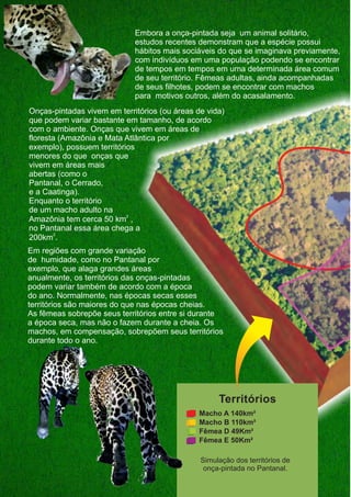 Territórios
Simulação dos territórios de
onça-pintada no Pantanal.
Macho A 140km²
Macho B 110km²
Fêmea D 49Km²
Fêmea E 50Km²
Embora a onça-pintada seja um animal solitário,
estudos recentes demonstram que a espécie possui
hábitos mais sociáveis do que se imaginava previamente,
com indivíduos em uma população podendo se encontrar
de tempos em tempos em uma determinada área comum
de seu território. Fêmeas adultas, ainda acompanhadas
de seus filhotes, podem se encontrar com machos
para motivos outros, além do acasalamento.
Onças-pintadas vivem em territórios (ou áreas de vida)
que podem variar bastante em tamanho, de acordo
com o ambiente. Onças que vivem em áreas de
floresta (Amazônia e Mata Atlântica por
exemplo), possuem territórios
menores do que onças que
vivem em áreas mais
abertas (como o
Pantanal, o Cerrado,
e a Caatinga).
Enquanto o território
de um macho adulto na
2
Amazônia tem cerca 50 km ,
no Pantanal essa área chega a
2
200km .
2
2
Em regiões com grande variação
de humidade, como no Pantanal por
exemplo, que alaga grandes áreas
anualmente, os territórios das onças-pintadas
podem variar também de acordo com a época
do ano. Normalmente, nas épocas secas esses
territórios são maiores do que nas épocas cheias.
As fêmeas sobrepõe seus territórios entre si durante
a época seca, mas não o fazem durante a cheia. Os
machos, em compensação, sobrepõem seus territórios
durante todo o ano.
GUIA-ICMBIO-DIAGRAMADO-15X21-final
segunda-feira, 16 de maio de 2011 14:41:43
 