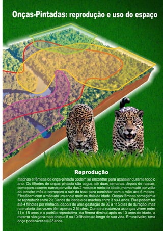 Onças-Pintadas: reprodução e uso do espaço
Machos e fêmeas de onça-pintada podem se encontrar para acasalar durante todo o
ano. Os filhotes de onças-pintada são cegos até duas semanas depois de nascer,
começam a comer carne por volta dos 2 meses e meio de idade, mamam até por volta
do terceiro mês e começam a sair da toca para caminhar com a mãe aos 6 meses.
Eles ficam com a mãe até um ano e meio ou dois de idade. Onças fêmeas começam a
se reproduzir entre 2 e 3 anos de idade e os machos entre 3 ou 4 anos. Elas podem ter
até 4 filhotes por ninhada, depois de uma gestação de 90 a 115 dias de duração, mas
na maioria das vezes têm apenas 2 filhotes. Como na natureza as onças vivem entre
11 e 15 anos e o padrão reprodutivo da fêmea diminui após os 10 anos de idade, a
mesma não gera mais do que 8 ou 10 filhotes ao longo de sua vida. Em cativeiro, uma
onça pode viver até 23 anos.
Reprodução
GUIA-ICMBIO-DIAGRAMADO-15X21-final
segunda-feira, 16 de maio de 2011 14:41:43
 