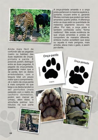 A onça-pintada amarela e a onça
preta pertencem à mesma espécie e,
portanto, cruzam entre si, gerando
filhotes normais que podem ser tanto
amarelos quanto pretos. A diferença
entre as duas está na quantidade de
melanina (pigmento escuro) nos
pêlos. Por isso, a onça preta é
também conhecida como “forma
melânica”. Não existe evidência de
que onças amarelas e pretas se
comportem de maneira diferente,
embora muitos acreditem que essa
ou aquela é mais perigosa, mais
arredia, ataca mais o gado, e assim
por diante.
44
Ainda mais fácil de
confundir são as pegadas
(rastro ou batidas) das
duas espécies de onças:
pintada e parda. É
possível, porém, distinguir
entre as duas pegadas. A
pegada da onça-pintada,
geralmente maior que a
da parda, tem os dedos
arredondados, com a
largura total um pouco
maior que o comprimento.
Já o rastro da onça-parda
é mais comprido do que
largo e os dedos tendem a
ser pontudos (mais
parecido com o rastro do
cachorro doméstico,
porém sem marcar as
unhas), além disso, a
almofada palmar tem
lóbulos na sua parte
traseira.
GUIA-ICMBIO-DIAGRAMADO-15X21-final
segunda-feira, 16 de maio de 2011 14:41:44
 