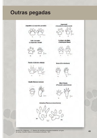 Outras pegadas
Becker, M. e Dalponte, J. C. Rastros de mamíferos silvestres brasileiros: um guia
de campo. Brasília: Editora Universidade de Brasília, 1991. 45
GUIA-ICMBIO-DIAGRAMADO-15X21-final
segunda-feira, 16 de maio de 2011 14:41:45
 