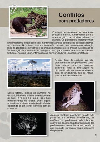 A caça ilegal de espécies que são
presas naturais dos predadores, como
tatus, pacas, cutias e capivaras,
contribui para a diminuição na
disponibilidade de alimento silvestre
para os predadores, que se voltam
para os animais domésticos.
Esses fatores, aliados ao aumento na
disponibilidade de animais domésticos em
á r e a s p r ó x i m a s a o s p o u c o s
remanescentes de habitat, levam alguns
predadores a atacar a criação doméstica,
colocando-os em sérios conflitos com os
criadores.
Além do problema econômico gerado pela
predação de animais domésticos, os
conflitos com predadores podem também
ocorrer em decorrência da proximidade dos
predadores com o ser humano e dos riscos
que isso pode representar para a segurança
das pessoas.
Conflitos
com predadores
9
uma importante função ecológica, mantendo estáveis e equilibrados os ecosssistemas
em que vivem. No entanto, diversos fatores têm causado uma crescente aproximação
entre os predadores silvestres e os animais domésticos e de criação. A expansão da
fronteira agrícola, a formação de pastagens para o gado e o desmatamento reduzem os
ambientes naturais e aumentam o contato entre predadores e animais domésticos.
O ataque de um animal por outro é um
processo natural, fundamental para a
manutenção da biodiversidade no
planeta. Os predadores desempenham
GUIA-ICMBIO-DIAGRAMADO-15X21-final
segunda-feira, 16 de maio de 2011 14:41:10
 