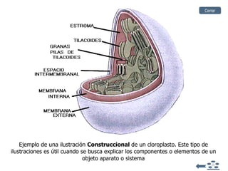 Ejemplo de una ilustración  Construccional  de un cloroplasto. Este tipo de ilustraciones es útil cuando se busca explicar los componentes o elementos de un objeto aparato o sistema Cerrar 