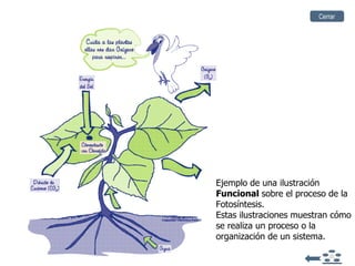 Ejemplo de una ilustración  Funcional  sobre el proceso de la Fotosíntesis.  Estas ilustraciones muestran cómo se realiza un proceso o la organización de un sistema. Cerrar 