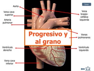 Progresivo y al grano Aorta Venas pulmonares Vena cava superior Arteria pulmonar Vena cava inferior Vena braqio-cefálica izquierda Ventrículo izquierdo Ventrículo derecho Cerrar 
