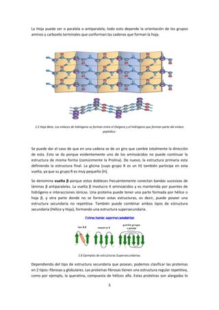 La Hoja puede ser o paralela o antiparalela, todo esto depende la orientación de los grupos
aminos y carboxilo terminales que conforman las cadenas que forman la hoja.




  1.5 Hoja Beta. Los enlaces de hidrógeno se forman entre el Oxígeno y el hidrógeno que forman parte del enlace
                                                   peptídico.




Se puede dar el caso de que en una cadena se de un giro que cambie totalmente la dirección
de esta. Esto se da porque evidentemente uno de los aminoácidos no puede continuar la
estructura de misma forma (comúnmente la Prolina). De nuevo, la estructura primaria esta
definiendo la estructura final. La glicina (cuyo grupo R es un H) también participa en esta
vuelta, ya que su grupo R es muy pequeño (H).

Se denomina vuelta β porque estos dobleces frecuentemente conectan bandas sucesivas de
láminas β antiparalelas. La vuelta β involucra 4 aminoácidos y es mantenida por puentes de
hidrógeno e interacciones iónicas. Una proteína puede tener una parte formada por hélice o
hoja β, y otra parte donde no se forman estas estructuras, es decir, puede poseer una
estructura secundaria no repetitiva. También puede combinar ambos tipos de estructura
secundaria (Hélice y Hoja), formando una estructura supersecundaria.




                                 1.6 Ejemplos de estructuras Supersecundarias.

Dependiendo del tipo de estructura secundaria que posean, podemos clasificar las proteínas
en 2 tipos: fibrosas y globulares. Las proteínas fibrosas tienen una estructura regular repetitiva,
como por ejemplo, la queratina, compuesta de hélices alfa. Estas proteínas son alargadas lo

                                                       5
 