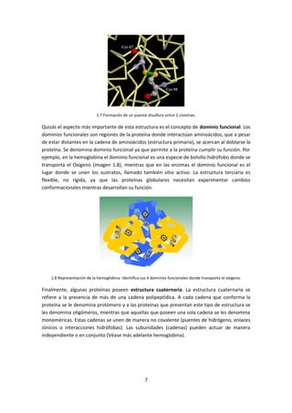 1.7 Formación de un puente disulfuro entre 2 cisteínas.

Quizás el aspecto más importante de esta estructura es el concepto de dominio funcional. Los
dominios funcionales son regiones de la proteína donde interactúan aminoácidos, que a pesar
de estar distantes en la cadena de aminoácidos (estructura primaria), se acercan al doblarse la
proteína. Se denomina dominio funcional ya que permite a la proteína cumplir su función. Por
ejemplo, en la hemoglobina el dominio funcional es una especie de bolsillo hidrófobo donde se
transporta el Oxígeno (imagen 1.8), mientras que en las enzimas el dominio funcional es el
lugar donde se unen los sustratos, llamado también sitio activo. La estructura terciaria es
flexible, no rígida, ya que las proteínas globulares necesitan experimentar cambios
conformacionales mientras desarrollan su función.




    1.8 Representación de la hemoglobina. Identifica sus 4 dominios funcionales donde transporta el oxígeno.

Finalmente, algunas proteínas poseen estructura cuaternaria. La estructura cuaternaria se
refiere a la presencia de más de una cadena polipeptídica. A cada cadena que conforma la
proteína se le denomina protómero y a las proteínas que presentan este tipo de estructura se
les denomina oligómeros, mientras que aquellas que poseen una sola cadena se les denomina
monoméricas. Estas cadenas se unen de manera no covalente (puentes de hidrógeno, enlaces
iónicos o interacciones hidrófobas). Las subunidades (cadenas) pueden actuar de manera
independiente o en conjunto (Véase más adelante hemoglobina).




                                                       7
 
