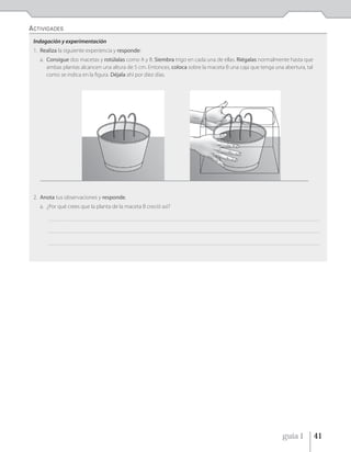 ACTIVIDADES
 Indagación y experimentación
 1. Realiza la siguiente experiencia y responde:
   a. Consigue dos macetas y rotúlalas como A y B. Siembra trigo en cada una de ellas. Riégalas normalmente hasta que
      ambas plantas alcancen una altura de 5 cm. Entonces, coloca sobre la maceta B una caja que tenga una abertura, tal
      como se indica en la figura. Déjala ahí por diez días.




 2. Anota tus observaciones y responde.
   a. ¿Por qué crees que la planta de la maceta B creció así?

       ________________________________________________________________________________________________________________________________________________________________________

       ________________________________________________________________________________________________________________________________________________________________________

       ________________________________________________________________________________________________________________________________________________________________________




                                                                                                                                                       guía 1              41
 