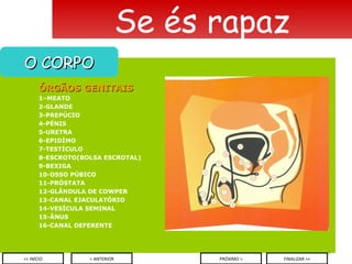 ÓRGÃOS GENITAIS 1–MEATO 2-GLANDE 3-PREPÚCIO 4-PÉNIS 5-URETRA 6-EPIDÍMO 7-TESTÍCULO 8-ESCROTO(BOLSA ESCROTAL) 9-BEXIGA 10-OSSO PÚBICO 11-PRÓSTATA 12-GLÂNDULA DE COWPER 13-CANAL EJACULATÓRIO 14-VESÍCULA SEMINAL 15-ÂNUS 16-CANAL DEFERENTE Se és rapaz O CORPO < ANTERIOR << INÍCIO PRÓXIMO > FINALIZAR >> 