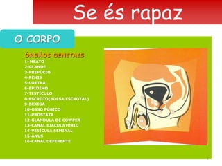 Se és rapazO CORPO	ÓRGÃOS GENITAIS	1–MEATO	2-GLANDE	3-PREPÚCIO	4-PÉNIS	5-URETRA	6-EPIDÍMO	7-TESTÍCULO	8-ESCROTO(BOLSA ESCROTAL)	9-BEXIGA	10-OSSO PÚBICO	11-PRÓSTATA	12-GLÂNDULA DE COWPER	13-CANAL EJACULATÓRIO	14-VESÍCULA SEMINAL	15-ÂNUS	16-CANAL DEFERENTE2