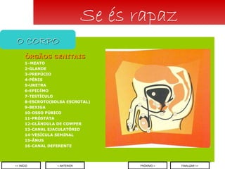 ÓRGÃOS GENITAIS 1–MEATO 2-GLANDE 3-PREPÚCIO 4-PÉNIS 5-URETRA 6-EPIDÍMO 7-TESTÍCULO 8-ESCROTO(BOLSA ESCROTAL) 9-BEXIGA 10-OSSO PÚBICO 11-PRÓSTATA 12-GLÂNDULA DE COWPER 13-CANAL EJACULATÓRIO 14-VESÍCULA SEMINAL 15-ÂNUS 16-CANAL DEFERENTE Se és rapaz O CORPO < ANTERIOR << INÍCIO PRÓXIMO > FINALIZAR >> 
