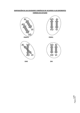 Página17
DISPOSICIÓN DE LAS CAVIDADES CARDÍACAS DE ACUERDO A LAS DIFERENTES
FORMAS DE ESTUDIO
FRENTE PERFIL
OAD OAI
AI AD AI
AD
VI VD VI
VD
AI VD AD AI
AD VI VD VI
 