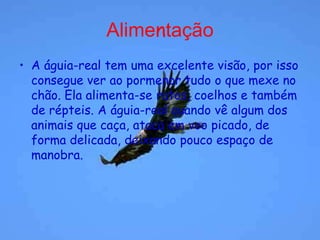 AlimentaçãoA águia-real tem uma excelente visão, por isso consegue ver ao pormenor tudo o que mexe no chão. Ela alimenta-se ratos, coelhos e também de répteis. A águia-real quando vê algum dos animais que caça, ataca em voo picado, de forma delicada, deixando pouco espaço de manobra.                