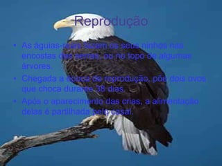 ReproduçãoAs águias-reais fazem os seus ninhos nas encostas das serras, ou no topo de algumas árvores.Chegada a época de reprodução, põe dois ovos que choca durante 38 dias.Após o aparecimento das crias, a alimentação delas é partilhada pelo casal.     