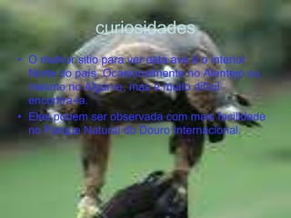 curiosidadesO melhor sitio para ver esta ave é o interior Norte do país. Ocasionalmente no Alentejo ou mesmo no Algarve, mas é muito difícil  encontra-la. Elas podem ser observada com mais facilidade no Parque Natural do Douro Internacional.  