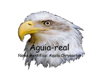 Águia-real Nome cientifico: Aquila Chrysaetos  