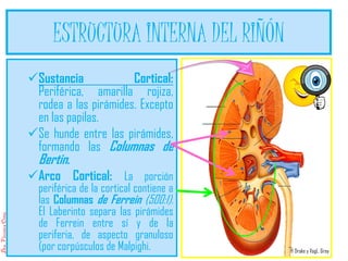Guia region retroperitoneal y anatomia del aparato urinario | PDF
