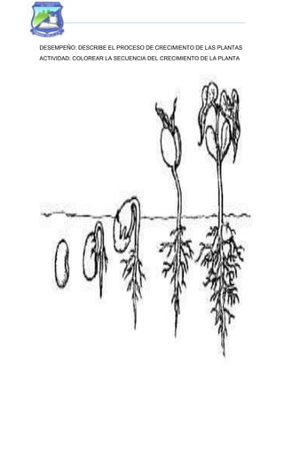 DESEMPEÑO: DESCRIBE EL PROCESO DE CRECIMIENTO DE LAS PLANTAS
ACTIVIDAD: COLOREAR LA SECUENCIA DEL CRECIMIENTO DE LA PLANTA
 