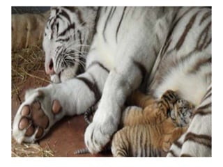 Guia salida j.bot.zoo