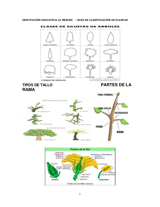 Guias, formatos, tabla y crucigrama biodiversidad botanica