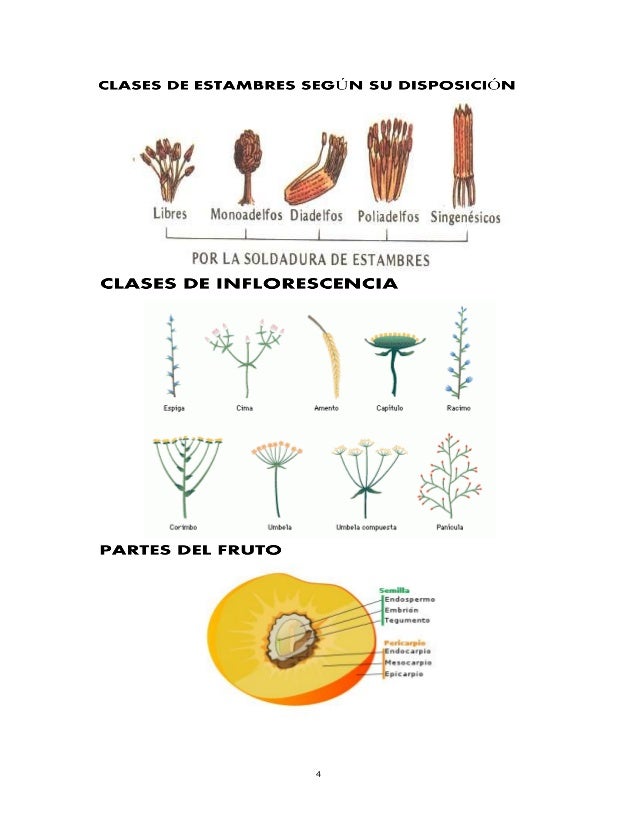 Guias, formatos, tabla y crucigrama biodiversidad botanica
