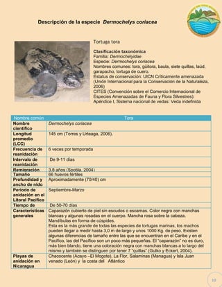 10 
Descripción de la especie Dermochelys coriacea 
Tortuga tora 
Clasificación taxonómica 
Familia: Dermochelyidae 
Especie: Dermochelys coriacea 
Nombres comunes: tora, güitora, baula, siete quillas, laúd, garapacho, tortuga de cuero. 
Estatus de conservación: UICN Críticamente amenazada (Unión Internacional para la Conservación de la Naturaleza, 2006) 
CITES (Convención sobre el Comercio Internacional de Especies Amenazadas de Fauna y Flora Silvestres): Apéndice I, Sistema nacional de vedas: Veda indefinida Nombre común Tora 
Nombre científico 
Dermochelys coriacea 
Longitud promedio (LCC) 
145 cm (Torres y Urteaga, 2006). 
Frecuencia de reanidación 
6 veces por temporada 
Intervalo de reanidación 
De 9-11 días 
Remigración 
3.8 años (Spotila, 2004) 
Tamaño nidada promedio 
66 huevos fértiles 
Profundidad y ancho de nido 
Aproximadamente (70/40) cm 
Periodo de anidación en el Litoral Pacífico 
Septiembre-Marzo 
Tiempo de incubación 
De 50-70 días 
Características generales 
Caparazón cubierto de piel sin escudos o escamas. Color negro con manchas blancas y algunas rosadas en el cuerpo. Mancha rosa sobre la cabeza. Mandíbulas en forma de cúspides. Esta es la más grande de todas las especies de tortugas marinas, los machos pueden llegar a medir hasta 3,0 m de largo y unos 1000 Kg. de peso. Existen algunas diferencias de tamaño entre las que se encuentran en el Caribe y en el Pacífico, las del Pacífico son un poco más pequeñas. El “caparazón” no es duro, más bien blando, tiene una coloración negra con manchas blancas a lo largo del mismo y también se distinguen por tener 7 “quillas” (Gulko y Eckert, 2004). 
Playas de anidación en Nicaragua 
Chacocente (Acayo –El Mogote), La Flor, Salaminas (Managua) y Isla Juan venado (León) y la costa del Atlántico  