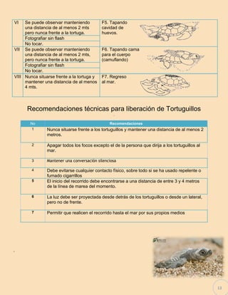 13 
Recomendaciones técnicas para liberación de Tortuguillos 
. 
. 
VI 
Se puede observar manteniendo una distancia de al menos 2 mts pero nunca frente a la tortuga. 
F5. Tapando cavidad de huevos. 
Fotografiar sin flash 
No tocar. 
VII 
Se puede observar manteniendo una distancia de al menos 2 mts, pero nunca frente a la tortuga. 
F6. Tapando cama 
para el cuerpo 
(camuflando) 
Fotografiar sin flash 
No tocar. 
VIII 
Nunca situarse frente a la tortuga y mantener una distancia de al menos 4 mts. 
F7. Regreso 
al mar. 
No Recomendaciones 
1 
Nunca situarse frente a los tortuguillos y mantener una distancia de al menos 2 metros. 
2 
Apagar todos los focos excepto el de la persona que dirija a los tortuguillos al mar. 
3 
Mantener una conversación silenciosa 
4 
Debe evitarse cualquier contacto físico, sobre todo si se ha usado repelente o fumado cigarrillos 
5 
El inicio del recorrido debe encontrarse a una distancia de entre 3 y 4 metros de la línea de marea del momento. 
6 
La luz debe ser proyectada desde detrás de los tortuguillos o desde un lateral, pero no de frente. 
7 
Permitir que realicen el recorrido hasta el mar por sus propios medios  