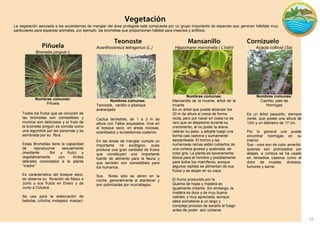 15 
La vegetación asociada a los ecosistemas de manglar del área protegida está compuesta por un grupo importante de especies que generan hábitats muy particulares para especies animales, por ejemplo, las bromelias que proporcionan hábitat para insectos y anfibios. 
Bromelia pinguin L 
Nombres comunes: 
Piñuela 
Todos los frutos que se conocen de las bromelias son comestibles y muchos son deliciosos y el fruto de la bromelia pinguin es comida como una legumbre por las personas y es sembrada por su fibra. 
Estas Bromelias tiene la capacidad de reproducirse sexualmente (mediante flor y fruto) y vegetativamente con brotes laterales conectados a la planta “madre”. 
Es característica del bosque seco, se observa su floración de Mayo a Junio y sus frutos en Enero y de Junio a Octubre. 
Se usa para la elaboración de bebidas, (chicha, motajatol, manjar) 
Acanthocereus tetragonus (L.) 
Nombres comunes: 
Teonoste, cardón o pitahaya anaranjada 
Cactus terrestres, de 1 a 3 m de altura con Tallos arqueados. Vive en el bosque seco, en áreas rocosas, acantilados y ecosistemas costeros. 
En las áreas de manglar cumple un importante rol ecológico, pues produce una gran cantidad de frutos que constituyen una importante fuente de alimento para la fauna y que también son comestibles para los humanos. 
Sus flores sólo se abren en la noche, generalmente al atardecer y son polinizadas por murciélagos. 
Hippomane mancinella ( LVah)l 
Nombres comunes: 
Manzanilla de la muerte, árbol de la muerte 
Es un árbol que puede alcanzar los 20 m de altura si crece de forma recta, pero por nacer en costa no es raro que se desplome durante su crecimiento, al no poder la arena retener su peso, y adopte luego una forma casi rastrera y sumamente serpenteada. El tronco y las numerosas ramas están cubiertos de una corteza gruesa y quebrada, de color gris. La planta es severamente tóxica para el hombre y posiblemente para todos los mamíferos, aunque algunos reptiles se alimentan de sus frutos y se alojan en su copa. 
El humo producido por la 
Quema de hojas y madera es igualmente irritante. Sin embargo, la madera es dura y de muy buena calidad, y muy apreciada, aunque debe someterse a un largo y complejo proceso de secado al fuego antes de poder aún cortarse. 
Acacia collinsii (Sa) 
Nombres comunes: 
Cachito, palo de 
Hormigas 
Es un árbol pequeño, siempre verde, que posee una altura de 12m y un diámetro de 17 cm. 
Por lo general uno puede encontrar hormigas en su interior. 
Sus - ores son de color amarillo, quienes son polinizados por abejas. a corteza se ha usado en remedios caseros como el dolor de muelas, diviesos, tumores y sarna.  