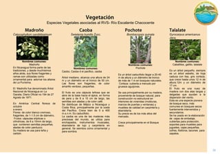 16 
Especies Vegetales asociadas al RVS- Río Escalante Chacocente 
Bombacopsis quinata 
Nombres comunes: 
Pochote 
Es un árbol caducifolio llegar a 20-40 m de altura y un diámetro de tronco de más de 1 m en bosques naturales. 
Corteza: cubierta a menudo por gruesos aguijones. 
Se usa principalmente por su madera, proveniente de bosque natural, para construcción no estructural en interiores de viviendas (molduras, 
marcos de puertas y ventanas) y muebles de calidad en carpintería y ebanistería. 
Su precio es de los más altos del mercado. 
Crece principalmente en el Bosque seco. 
Gyrocarpus americanus Jacq. 
Nombres comunes: 
Caballitos, gallito, talalate 
Es un árbol pequeño, siempre es un árbol esbelto, de hoja caduca con lisa, gris corteza, que crece hasta unos 12 m de altura.12m y un diámetro de 17 cm. 
El fruto es una nuez de madera con dos alas largas y delgadas que ayudan a la dispersión del viento. 
Esta es una especie pionera de bosque seco, más comunes en bosques secos fuertemente intervenidos y secundarios. 
Se ha usado en la elaboración de cajas de embalaje, cubiertas para protección, soportes para muebles para juguetes, cajas pequeñas, cofres, fósforos, tacones para zapatos. 
Calycophyllum candidissimum 
Nombres comunes: 
Madroño 
En Nicaragua forma parte de las tradiciones, y desde muchísimos años atrás, sus flores fragantes y ramas son utilizadas como ornamental para adornar los altares de La Purísima. 
El Madroño fue denominado Árbol Nacional de Nicaragua en La Gaceta, Diario Oficial no.194 de 27 Agosto de 1971. 
En América Central florece de octubre 
a enero. 
Flores: de color blanco cremoso, fragantes, de 1-1.5 cm de diámetro, 
Frutos: cápsulas elípticas o cilíndricas, de 6 a 10mm de largo, que contienen semillas pequeñas, aladas de color parduzco. 
Su madera se usa para leña y carbón. 
Swietenia humilis Zucc. 
Nombres comunes: 
Caobo, Caoba d el pacifico, caoba 
Árbol mediano, alcanza una altura de 24 m y un diámetro en el tronco de 50 cm. Las flores son fragantes, de color amarillo verdoso, pequeñas. 
El fruto es una cápsula leñosa que se abre de la base hacia el ápice, en forma de pera y de 8 a 15 cm de largo, las semillas son aladas y de color café. 
Se distribuye de Méjico a Nicaragua y Costa Rica, principalmente por la costa del Pacífico. Crece bien de 0 a 400 m.s.n.m. Es caducifolio. 
La caoba es una de las maderas más preciosas del mundo, se utiliza para enchapados, instrumentos musicales, ebanistería de lujo y carpintería en general. Se siembra como ornamental y para sombra.  