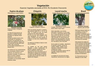 17 
Especies Vegetales asociadas al RVS- Río Escalante Chacocente 
Cordia alliodora (R. & P.) Oken 
Nombres comunes: 
Corallilo, laurel blanco; laurel hembra, laurel macho, laurel negro 
Árbol caducifolio, con mínima bifurcación, formando un único fuste de 15-20 m, alcanzando alturas hasta 40 m y DAP de más de 1m, aunque diámetros cercanos a los 50 cm son más comunes. En climas secos los árboles son más pequeños y de peor forma, y raramente alcanzan más de 20 m de altura y 30 cm de DAP. 
Se ha usado en muebles, ebanistería en general, puertas, marcos de ventana, tablilla, rodapié, forros interiores y exteriores de casas, moldaduras y pisos. 
Se observan también nuevos usos en juguetes, chapas decorativas, artesanías. 
La madera es una de las de mayor 
importancia económica en la región. 
Haematoxylon brassiletto . 
Nombres comunes: 
Espinita; palo de Brasil 
Árbol que alcanza hasta los 10 m de altura. El tronco es normalmente torcido y acanalado, ramificado desde la base. Las ramas son fuertes, retorcidas y provistas de espinas duras de hasta 2 cm de longitud. 
Las flores son amarillas. 
Esta especie fue objeto de mucho comercio durante siglos por el colorante rojo extraído 
de su duramen. Sin embargo, la posterior popularidad de las anilinas vino a desplazar a 
los tintes de este árbol. Su uso eran tintas de escribir, industria textil e indicadores de análisis y pruebas de laboratorio. 
En Chacocente sirve de albergue al cola Chata. 
Pithecellobium dulce (Roxb.) 
Nombres comunes: 
Espino de playa, michiguiste, cuajadita 
Un árbol de hoja perenne de pequeño a mediano tamaño, armadas con espinas rectas estipular. 
Aunque se planta mucho como ornamental, en carreteras o parques y es apreciado por los niños como golosina, ninguno de los productos de este árbol tiene ningún valor comercial. 
Es una planta característica d el bosque seco. 
Las vainas son muy características: rojo anaranjado brillante cuando maduras y se retuercen en 2 espirales completas .Se abren a lo largo de ambos costados exponiendo el arilo dulce y comestible con las semillas negras brillantes unidas. 
Myrospermum frutescens Jacq.. 
Nombres comunes: 
Cuajoche, chiriquirín, chiquirín, 
Árbol de tamaño pequeño a mediano, que alcanza hasta 20 m y 35 cm de DAP. La corteza es lisa, con leves grietas de color café amarillento. 
El fruto es una vaina delgada color café amarillento, de 3.5-4.5 cm de largo. Contiene una única semilla en el ápice y un ala curva, angosta hacia la base. 
Se distribuye de México hasta el norte de sur América. 
La madera se usa para piezas pesadas y duras, construcción en general, estacas y postes de cerca. 
Como medicinal, el licor de la legumbre se usa en fricciones para el reumatismo y espasmos musculares. La resina del tallo disuelta en alcohol se aplica para el dolor de muelas. Es fijadora de nitrógeno.  