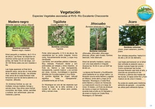 18 
Especies Vegetales asociadas al RVS- Río Escalante Chacocente 
Bursera simaruba (L.) Sarg. 
Nombres comunes: 
Jiñocuabe, jiñocuabo; jiñocuago, 
jiñocuao, jiñote, palo mulato, hombre desnudo, indio desnudo 
Árbol de tamaño mediano, caduco, con una copa abierta e irregular. Alcanza los 18-30 m con un DAP de 60-80 cm. 
La época de floración y fructificación 
varía bastante en su rango nativo. La 
floración ocurre entre febrero y agosto 
en México, entre abril y mayo en el 
Salvador, Nicaragua y Costa Rica, entre febrero y marzo en Honduras. La maduración ocurre a lo largo de 
Unos 8 meses, y el fruto se produce de marzo a mayo en Honduras, durante todo el año en El Salvador y de enero a marzo en Costa Rica, Nicaragua y El Salvador. 
Crescentia alata). . 
Nombres comunes: 
Jícaro, jícaro sabanero, jicarillo, jícara 
Son árboles pequeños, hasta 8 m de alto y 25 cm de diámetro. 
Las hojas permanecen en el árbol bien entrada la estación seca y brotan nuevas hojas tan pronto 
Como comienzan las lluvias. Aunque florecen casi todo al año, a menudo se concentra en los 
Primeros y últimos dos meses de las lluvias. El lapso entre flor y fruto maduro es de unos 4 meses. 
Su pulpa es usada para medicina, alimento de ganado, y la semilla se utiliza para refrescos típicos. 
Gliricidia sepium (Jacq.) Standl. 
Nombres comunes: 
Madero negro, madero 
Árbol pequeño a mediano, de 2-15 m de altura. Las flores: se disponen en racimos cortos que se curvan hacia arriba, de hasta 15 cm de largo, con 30-100 flores cada una son rosadas o lila. 
Las hojas aparecen al final de la estación seca, cerca de un mes antes de la estación de lluvias., los árboles más cerca de la costa florecen más temprano que los de tierra adentro o a mayores altitudes. 
En América Central, su uso es múltiple; incluye madera, forraje y cercas vivas, Hay otros usos menos conocidos, las hojas, raíces, semillas y corteza son venenosas para los roedores y perros. 
Cordia dentata Poir. 
Nombres comunes: 
Tigüilote 
Porte: árbol pequeño, 2-10 m de altura. Se caracteriza por su porte irregular, tronco corto, frecuentemente torcido, y copa muy ramificada. 
Las flores: son amarillas pálidas a blancas, 
Muy vistosas. Producen néctar y son polinizadas por abejas y otros insectos., el fruto es, blanco y casi transparente, transparente, cuando maduro y es comido por aves, monos, murciélagos e iguanas, atraídas por la pulpa jugosa y muy dulce. 
El nombre tigüilote de origen náhuatl significa “cosa transparente”, probablemente por el fruto. 
En Nicaragua es una de las especies que forma la base de la leña vendida a la ciudad de León, se utiliza para postes, leña y cercas vivas. 
 