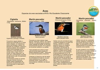 20 
Chloroceryle aenea (Pallas, 1764)) 
. 
Nombres comunes: 
Martín pescador enano 
Habitan cerca de corrientes de agua y pantanos situados en el interior del bosque, y también en canales pequeños dentro de manglares, donde se mantienen en sitios sombreados. Se alimentan de insectos acuáticos y de peces. Son solitarios o pueden formar parejas. 
Ubican su nido en una madriguera de aproximadamente 30 cm. de profundidad, en un paredón de tierra de una quebrada o en la masa de arcilla que levantan los arboles al caerse de raíz, no siempre cerca del agua. Ponen de 3 a 4 huevos de color blanco. Se reproducen en marzo y abril, probablemente hasta junio. Suelen ser solitario o forman parejas. 
Chloroceryle americana (Gmelin, 1788) . 
Nombres comunes: 
Martín pescador verde 
Habitan cerca de ríos, quebradas, charcas, pantanos y corrientes de agua dentro del bosque, lagunas y lagos. Su alimentación se basa exclusivamente en los peces pero en ocasiones come insectos. 
Su nido consiste en una madriguera de 60 a 90 cm. de longitud ubicado en el barranco de una quebrada, y generalmente escondido con bejucos o raíces expuestas. Ponen de 3 a 6 huevos de color blanco. Se reproducen de febrero a abril. Suelen ser solitario o forman parejas. 
Himantopus mexicanus (Muller, 1776) 
Nombres comunes: 
Cigüeñuela cuellinegra, Soldadito.. 
Frecuente en aguas saladas, o dulces poco profundas con un fondo suave y fangoso en ocasiones en zonas intermareales y esteros. Se alimentan de crustáceos, moluscos e insectos acuáticos. Son amistosos suelen formar bandadas de 50 individuos. El nido esta hecho de ramitas, tallos u hojas. Ponen 4 huevos, en raras ocasiones 3, de color olivo y profusamente marcados de café oscuro y gris. Se reproducen de abril a julio. 
Con frecuencia anidan en colonias dispersas. Muchos individuos pueden realizar despliegues de distracción simulando tener el ala rota al acercarse un observador o depredador. 
Ceryle torquata (L., 1766) 
Nombres comunes: 
Frecuente en zonas costeras, lagos, lagunas, estanques, esteros, ríos, bahías marinas, y en general aguas tranquilas y claras rodeadas de árboles. Se alimenta exclusivamente de peces. Por lo general se encuentran solitarios o en parejas. 
Tiene actividad poco activa la mayor parte del tiempo pasan posados en arboles esperando la presa. Anida entre los meses de Noviembre y Diciembre. 
Construye un túnel de un par de metros de profundidad terminado en una gran cueva enfrente de un rio o lago; o ensenada marina. Coloca de 3 a 5 huevos blancos, brillantes y de cáscara muy frágil. 
Especies de aves asociadas al RVS- Río Escalante Chacocente 
 