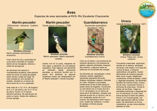 21 
Eumomota superciliosa (Sandbach, 1837). 
Nombres comunes: 
Guardabarranco común 
Viven en el interior y los bordes de los bosques deciduos y los bosques de galería, sabanas arboladas, bosques secundarios, y algunas veces se observan en los bordes del manglar. 
Se alimentan de escarabajos u otros insectos, arañas, lagartijas o serpientes pequeñas del suelo. Atrapan mariposas, abejas o libélulas en vuelo. Golpean a sus presas fuertemente contra el sitio dónde se posan antes de tragarlas. Construyen su nido dentro de un hueco de 0.6 a 2.5 m. de longitud, en un banco de arena de 8” de diámetro, ubicado casi siempre al lado de un camino o de un río o quebrada, ponen de 3 a 5 huevos. Se reproducen entre mayo y junio. Suelen ser solitarios a veces en parejas o forman grupos familiares. 
Calocitta formosa (Swainson, 1827) 
. 
Nombres comunes: 
Urraca, Piapia azul, Urraca copetona 
Frecuentan matorrales espinosos, árboles en la sabana, arboledas cercanas a las casas y a lo largo de cursos de agua, y bosques caducifolios y de galería. Suelen alimentarse de insectos grandes tales como orugas, tetigónidos, cucarachas, larvas de abejón, ranas y lagartijas pequeñas. Se alimentan también de muchos frutos, incluso los de maíz. Consumen huevos y pichones de otras aves. Toman el néctar de las flores. Viajan en bandadas bulliciosas y dispersas de 5 a 10 individuos. Su nido tiene forma de taza lo hacen de palitos . Ponen 3 ó 4 huevos grises, con finas salpicaduras café por todos lados. Se reproducen en forma cooperativa, ya que varios adultos atienden el nido. 
Chloroceryle amazona (Latham, 1790)) 
Nombres comunes: 
Martín pescador pechicanelo, o amazónico. 
Viven cerca de ríos y quebradas de curso lento y también en canales dentro de los manglares, esteros y orillas de las lagunas. 
Se alimentan de insectos e invertebrados acuáticos, esta especie antes de comer su presa las golpea sobre ramas y luego las traga. Su nido consiste en una cavidad sin revestir, ubicada en un banco de tierra cerca de un río o quebrada. 
Este mide de 1.2 a 1.5 m. de longitud, de 4” a 3” de ancho y de 10 a 7.5 cm. de altura. Ponen 3 ó 4 huevos blancos lustrosos. Se reproducen de enero a marzo. Suelen ser solitario o forman parejas. 
Ceryle alcyon (Linnaeus, 1758) 
Nombres comunes: 
Martín pescador, Martín pescador norteño. 
Suelen vivir en la costa, márgenes de ríos, lagos, y estuarios. Es una especie migratoria. Para capturar sus alimentos se Zambulle desde posiciones elevadas, su alimento favorito son lo peces. Son solitarios, en algunas ocasiones suelen ser desplazados por el "Martín pescador" (Ceryle torquata). 
Especies de aves asociadas al RVS- Río Escalante Chacocente  