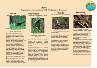 22 
Seiurus noveboracensis (Gmelin, 1789) 
Nombres comunes: 
Reinita acuática, Menea cola, Tordo de agua 
Prefiere las márgenes sombreadas de quebradas, ríos, estanques, bosques pantanosos y manglares. 
Camina sobre el suelo húmedo o barroso o se para sobre rocas o tocones; mueve la cabeza constantemente y menea la región posterior mientras recoge insectos, crustáceos y otros invertebrados pequeños del suelo o del borde del agua. Son solitarios y altamente migratorios 
Turdus grayi 
. 
Nombres comunes: 
Urraca, Piapia azul, Urraca copetona 
Frecuente en cultivos de todo tipo, áreas urbanas, y suburbanas, cafetales, jardines, pastizales con árboles dispersos, bosques secundarios. 
La anidación es sumamente variable, Los machos comienzan a cantar unas 2 semanas antes del inicio de la postura de los huevos. Estos coros y los arrebatos diurnos de canto se prolongan durante toda la época de cría, que dura de 2 a 4 meses. 
Se alimentan de lombrices, babosas, larvas e insectos adultos y en ocasiones de lagartijas y frutos de todo tipo. Forrajea mucho sobre el suelo y esparce objetos con el pico. 
Quiscalus mexicanus (Gmelin, 1788) 
Nombres comunes: 
Zanate café, clarinero 
Su hábitat de pantanos abiertos, lodazales costeros, manglares y estuarios, a casi cualquier área sin bosque. 
Se alimentan de bayas, frutos muy grandes, granos recién cultivados o en maduración, larvas extraídas del suelo, garrapatas del ganado, varios invertebrados de la zona entre mareas, lagartijas, peces pequeños, huevos y pichones de otras aves, carroña, desperdicios y basura. Su nido tiene forma de un tazón fuerte, anidan en forma solitaria en colonias dispersas en los manglares, o en colonias muy pobladas en palmas o árboles grandes en tierra firme, principalmente a una altura de 5 a 20 m. 
Ponen de 2 a 3 huevos, entre azul pálido y brillante, con manchas o rayones intrincados de color café o negro. Se reproducen de enero a julio. 
Psarocolius montezuma (Lesson, 1830) 
Nombres comunes: 
Frecuentemente habita en árboles aislados en claros o áreas parcialmente despejadas, aunque penetra al dosel del bosque para forrajear. 
Consumen bastantes frutos y semillas ariladas, incluso bananos maduros de cultivo, néctar del la flores del banano también vertebrados e invertebrados. Sus nidos son largos en forma de bolsa son utilizados como adornos colgantes; Ponen 2 huevos blancos anteados, colocados sobre un lecho de hojas o fragmentos pequeños de hoja en el fondo de la bolsa. Se reproducen de enero a agosto. 
Especies de aves asociadas al RVS- Río Escalante Chacocente 
 