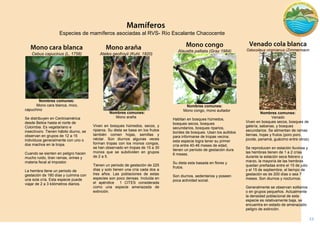 23 
Alauatta palliata (Gray 1984) 
Nombres comunes: 
Mono congo, mono aullador 
Habitan en bosques húmedos, bosques secos, bosques secundarios, bosques riparios, bordes de bosques. Usan los aullidos para informarse de tropas vecina; esta especie logra tener su primer cría entre 40-46 meses de edad, tienen un período de gestación dura 6 meses. 
Su dieta esta basada en flores y frutos. 
Son diurnos, sedentarios y poseen poca actividad social. 
Odocoileus virginianus (Zimmermann 
. 
Nombres comunes: 
Venado 
Viven en bosques secos, bosques de galería, sabanas, y bosques secundarios. Se alimentan de ramas tiernas, hojas y frutos (poro poro, jocote, panamá, guácimo entre otros). 
Se reproducen en estación lluviosa y las hembras tienen de 1 a 2 crías durante la estación seca febrero y marzo, la mayoría de las hembras quedan preñadas entre el 15 de julio y el 15 de septiembre, el tiempo de gestación es de 200 días o sea 7 meses. Son diurnos y nocturnos. 
Generalmente se observan solitarios o en grupos pequeños. Actualmente la densidad poblacional de esta especie es relativamente baja, se encuentra en estado de amenazado peligro de extinción. 
Cebus capucinus (L, 1758) 
Nombres comunes: 
Mono cara blanca, mico, capuchino 
Se distribuyen en Centroamérica desde Belice hasta el norte de Colombia. Es vegetariano e insectívoro. Tienen hábito diurno, se observan en grupos de 12 a 15 individuos generalmente con uno o dos machos en la tropa. 
Cuando se sienten en peligro hacen mucho ruido, tiran ramas, orines y materia fecal al impostor. 
La hembra tiene un periodo de gestación de 180 días y culmina con una sola cría. Esta especie puede viajar de 2 a 3 kilómetros diarios. 
Ateles geofroyii (Kuhl, 1820) 
Nombres comunes: 
Mono araña 
Viven en bosques húmedos, secos, y ripiaros. Su dieta se basa en los frutos también comen hojas, semillas y néctar. Son diurnos algunas veces forman tropas con los monos congos, se han observado en tropas de 15 a 30 monos que se subdividen en grupos de 2 a 5. 
Tienen un periodo de gestación de 225 días y solo tienen una cría cada dos a tres años. Las poblaciones de estas especies son poco densas. Incluida en el apéndice 1 CITES considerada como una especie amenazada de extinción. 
Especies de mamíferos asociadas al RVS- Río Escalante Chacocente  