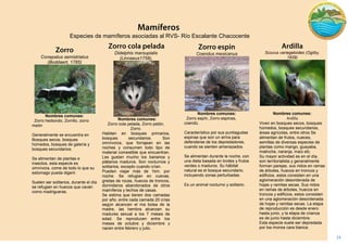 24 
Coendus mexicanus 
Nombres comunes: 
Zorro espín, Zorro espinas, coendú. 
Característico por sus puntiagudas espinas que son un arma para defenderse de los depredadores, cuando se sienten amenazados. 
Se alimentan durante la noche, con una dieta basada en brotes y frutos verdes o maduros. Su hábitat natural es el bosque secundario, incluyendo zonas perturbadas. 
Es un animal nocturno y solitario. 
Sciurus variegatoides (Ogilby, 1839) . 
Nombres comunes: 
Viven en bosques secos, bosques húmedos, bosques secundarios, áreas agrícolas, entre otros Se alimentan de frutos, nueces, semillas de diversas especies de plantas como mango, guayaba, malinche, naranja, maíz etc. 
Su mayor actividad es en el día, son territorialista y generalmente forman parejas. sus nidos en ramas de árboles, huecos en troncos y edificios, estos consisten en una aglomeración desordenada de hojas y ramitas secas. Sus nidos en ramas de árboles, huecos en troncos y edificios, estos consisten en una aglomeración desordenada de hojas y ramitas secas. La etapa de reproducción es desde enero hasta junio, y la etapa de crianza es de junio hasta diciembre. 
Esta especie suele ser depredada por los monos cara blanca. 
Conepatus semistriatus (Boddaert, 1785) 
Nombres comunes: 
Zorro hediondo, Zorrillo, zorro meón 
Generalmente se encuentra en Bosques secos, bosques húmedos, bosques de galería y bosques secundarios. 
Se alimentan de plantas e insectos, esta especie es omnívora, come de todo lo que su estomago pueda digerir. 
Suelen ser solitarios, durante el día se refugian en huecos que caván como madrigueras. 
Didelphis marsupialis (Linnaeus1758), 
Nombres comunes: 
Zorro cola pelada, Zorro pelón, Zorro. 
Habitan en bosques primarios, bosques secundarios. Son omnívoros, que forrajean en las noches y consumen todo tipo de material comestible que encuentran. Les gustan mucho los bananos y plátanos maduros. Son nocturnos y solitarios, excepto cuando crían. 
Pueden viajar más de 1km. por noche. Se refugian en cuevas, grietas de rocas, huecos de troncos, dormideros abandonados de otros mamíferos y techos de casas. 
Se estima que tienen dos camadas por año, entre cada camada 20 crías según alcancen el ma bolsa de la madre, las hembra alcanzan su madures sexual a los 7 meses de edad. Se reproducen entre los meses de octubre y diciembre y nacen entre febrero y julio. 
. 
Especies de mamíferos asociadas al RVS- Río Escalante Chacocente  
