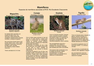 25 
Leopardus pardalis 
Nombres comunes: 
Ocelote. 
Viven en bosques húmedos, bosques secos, bosques de galería, bosques secundarios viejos y en ocasiones se presentan en áreas agrícolas. Son carnívoros y se alimentan de mamíferos pequeños, aves y culebras. 
Son principalmente nocturnos y crepusculares. Son solitarios y terrestres, sin embargo, presentan gran facilidad para subir a los árboles. 
Esta especie está considerada como en peligro de extinción, debido principalmente a la cacería indiscriminada y a la pérdida de su hábitat por la deforestación 
Leopardus wiedii. 
Nombres comunes: 
Viven en bosques secos, bosques de galería, bosques húmedos; en ocasiones se han observado en bosques secundarios viejos, pero aparentemente no se adaptan bien a hábitats alterados por el hombre. 
Su periodo de gestación dura 12 semanas y tienen 1 o 2 crías por camada. 
Son carnívoros y se alimentan de roedores, aves, lagartijas e insectos. 
Son principalmente nocturnos. Solitarios, pero en ocasiones se observan en parejas. 
Procyon lotor (Linnaeus, 1758) 
Nombres comunes: 
Mapache, Mapachín. 
Su habitad están asociados con cuerpos de agua como, ríos, riachuelos, áreas pantanosas, manglares, bosques secos, bosques húmedos, y bosques de galería. 
Son omnívoros (Comen todo lo que puedan digerir) como: ranas, sapos, cangrejos, camarones, huevos de tortugas, frutos, semillas. 
Son solitarios y tienen hábitos nocturnos. 
Tienen camadas de 2 a 5 crías. 
Oryctolagus cuniculus 
Nombres comunes: 
Vive en áreas secas próximas al nivel del mar con un suelo arenoso y blando para facilitar la construcción de madrigueras. Habitan en bosques aunque prefieren campos extensos cubiertos por matorrales donde poder esconderse. 
Se alimentan de plantas, por eso s eles llama herbívoros. Son fértiles durante todo el año pero la mayor cantidad de nacimientos se dan durante la primera mitad del año. 
El periodo de gestación dura 32 días y las camadas oscilan normalmente entre 4-12 individuos. Pueden tener varias camadas al año aunque los abortos y la reabsorción de embriones son comunes, posiblemente debido al estrés al que esta especie está siempre sometida. 
Especies de mamíferos asociadas al RVS- Río Escalante Chacocente  